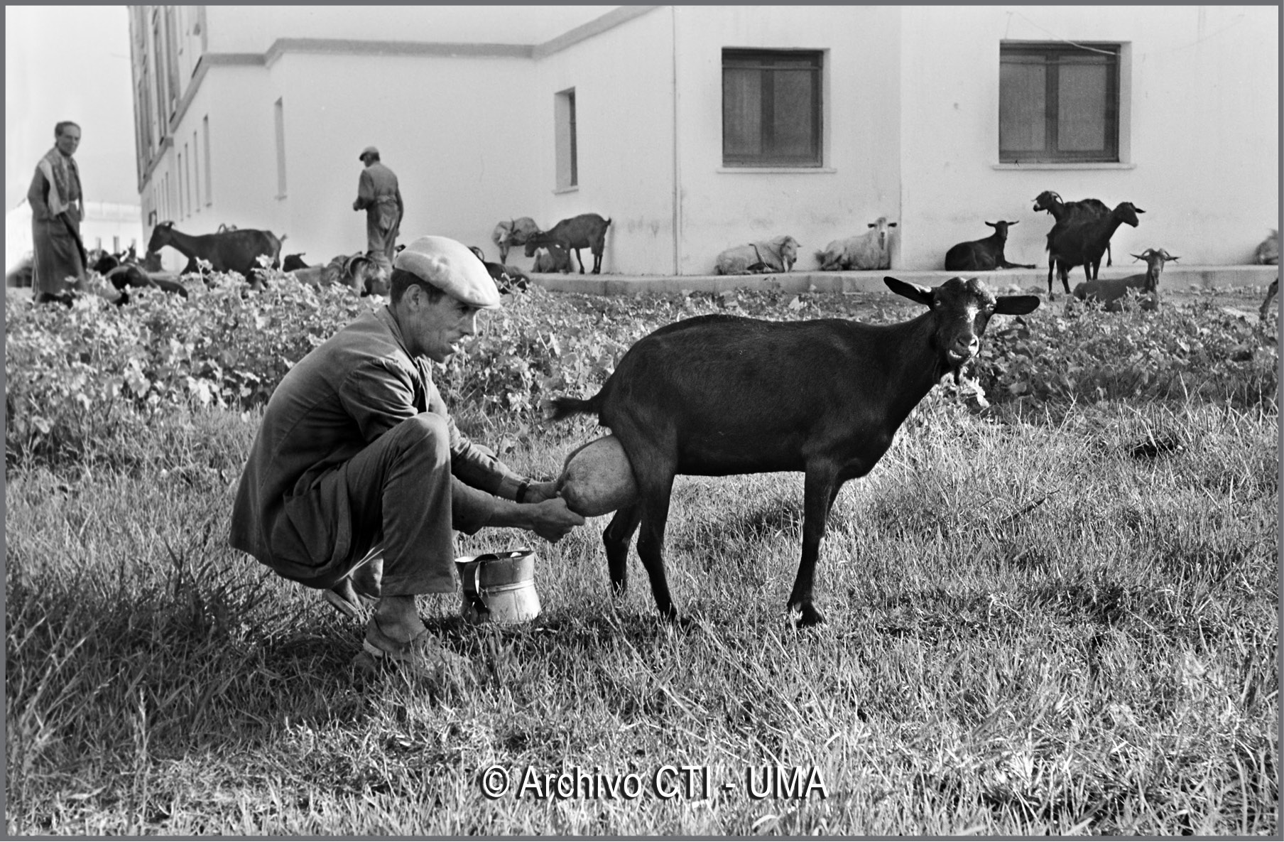 Málaga 1963. Lechero ambulante