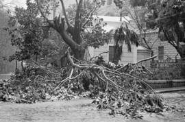 Málaga nevada. El Parque. Árbol caído junto a la Casita del Jardinero. Febrero de 1954. España-10