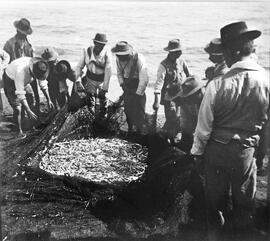 EL copo. Reuniendo el pescado. Playa de Pedregalejo.1910. Málaga. España. Colección Gonzalo de Castro-147