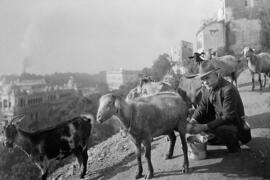 Cabrero en La Coracha. Málaga. España