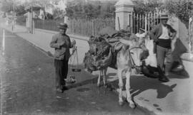 Vendedores de pescado. Cenacheros. Paseo de Sancha. Málaga, España. Retrato. 02